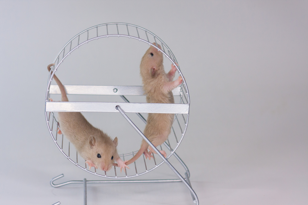 How Big Should My Pet Rat's Wheels Be?