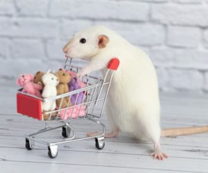 How Big Should My Pet Rat's Wheels Be-min