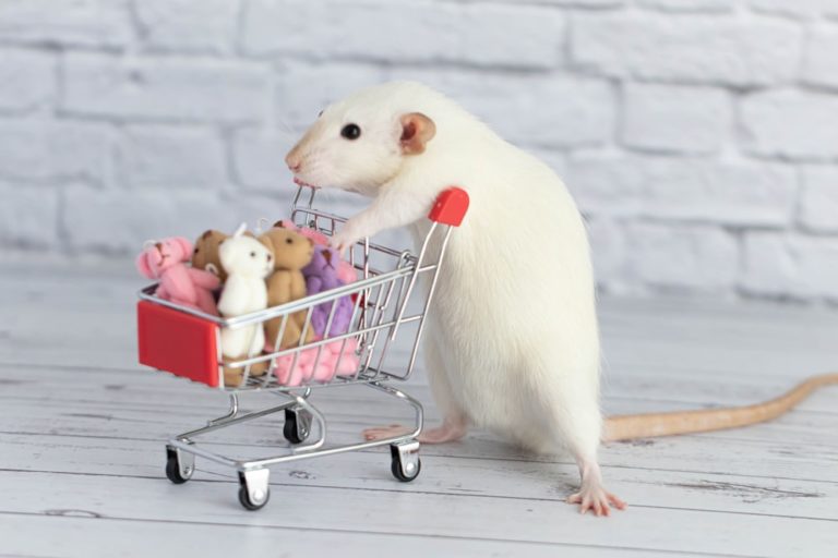 How Big Should My Pet Rat's Wheels Be-min