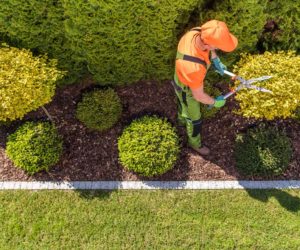 5 tips for choosing commercial garden maintenance services