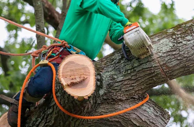 EP Trees - Specialist Tree Pruning in Bracknell
